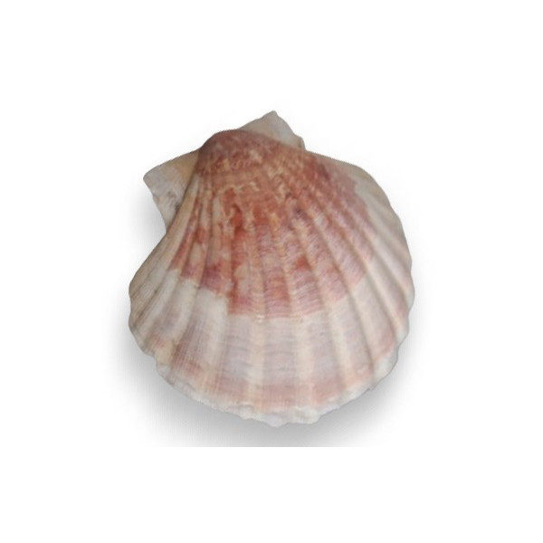 Coquille Saint-Jacques -  Pierres Lithothérapie