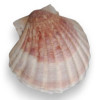 Coquille Saint-Jacques -  Pierres Lithothérapie