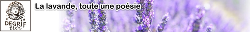 30/08/2024 | La Lavande : Poésie en Fleurs et Parfum d’Éternité